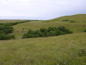 Unplowed prairie at the Flint Hills in Kansas.